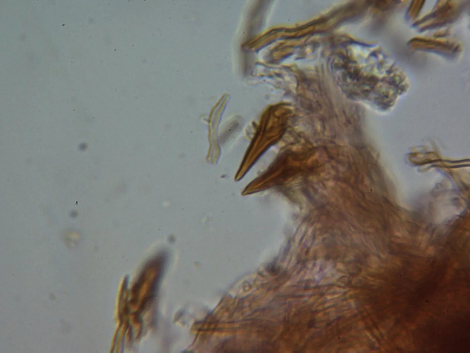 Microscopía de Phellinopsis conchata - 1 - Setas 1